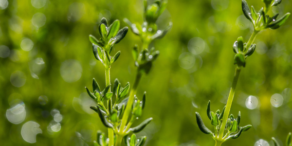 Daotee Bio mit Thymian Heilpflanze in Kräutertee von bewusst natur
